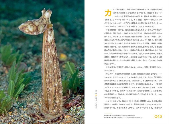 神秘なるオクトパスの世界