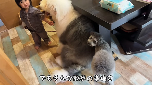 でもそんな散歩の準備を