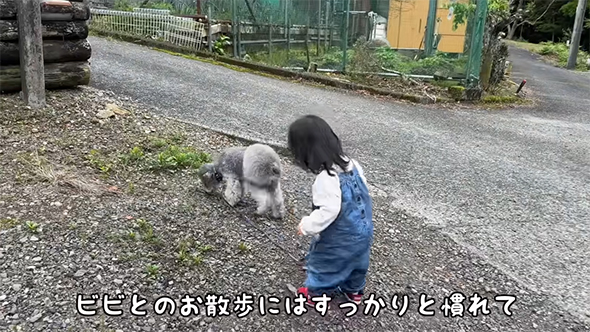 ビビちゃんとの散歩にはすっかりと慣れて
