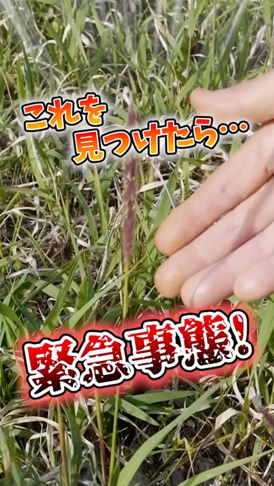 畑に生えると危険な植物