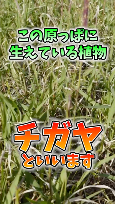 畑に生えると危険な植物