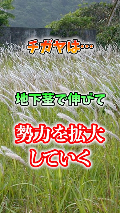 畑に生えると危険な植物