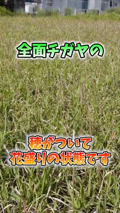 畑に生えると危険な植物