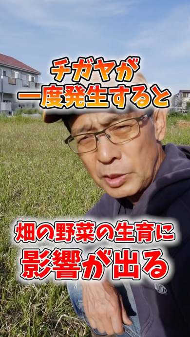 畑に生えると危険な植物