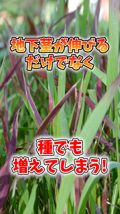 畑に生えると危険な植物