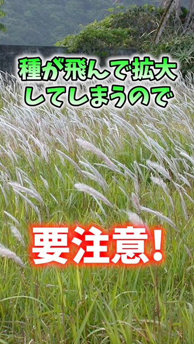 畑に生えると危険な植物