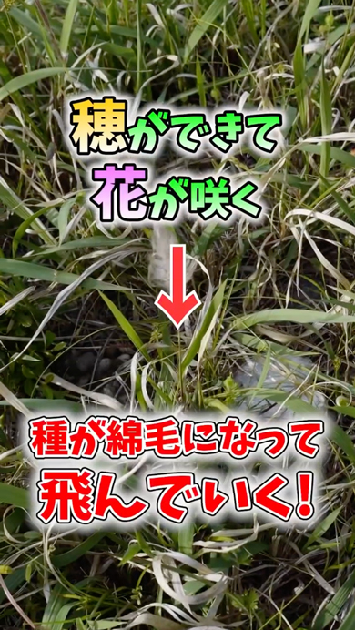 畑に生えると危険な植物