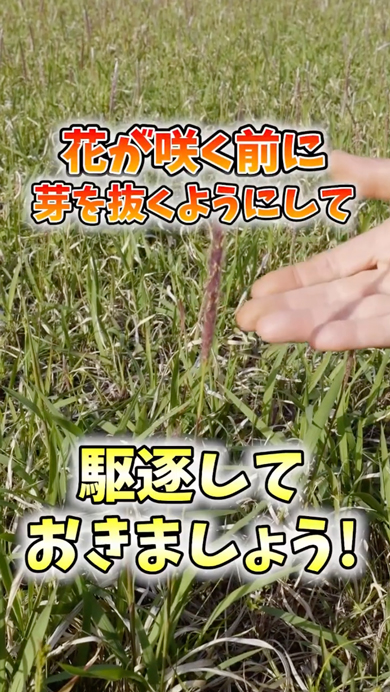 畑に生えると危険な植物