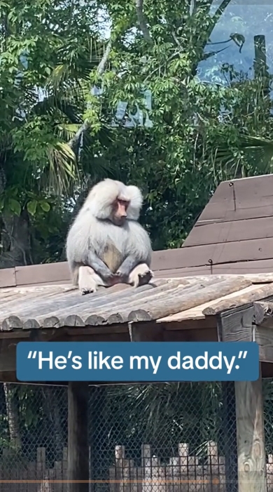 パパに似てる猿