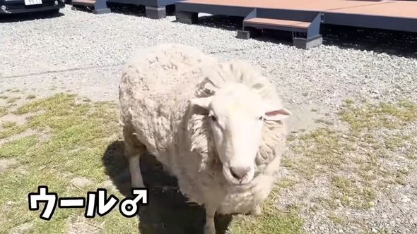 全てを諦めて大人しく毛を刈られるヒツジ