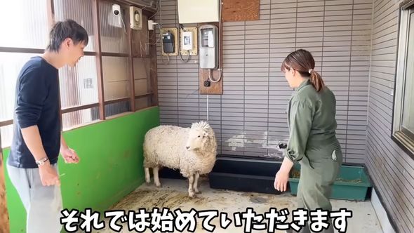 全てを諦めて大人しく毛を刈られるヒツジ