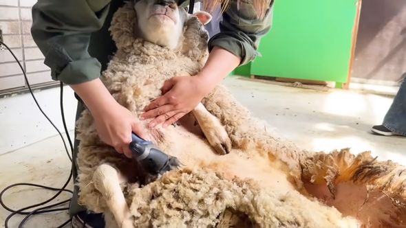 全てを諦めて大人しく毛を刈られるヒツジ