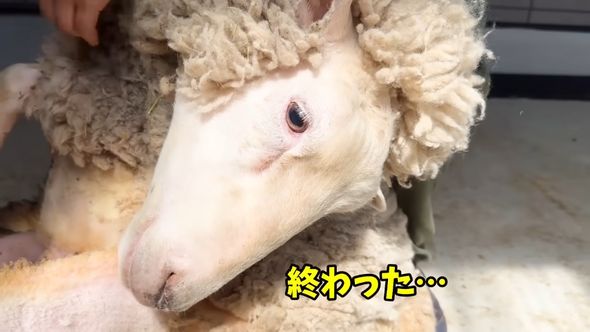 全てを諦めて大人しく毛を刈られるヒツジ