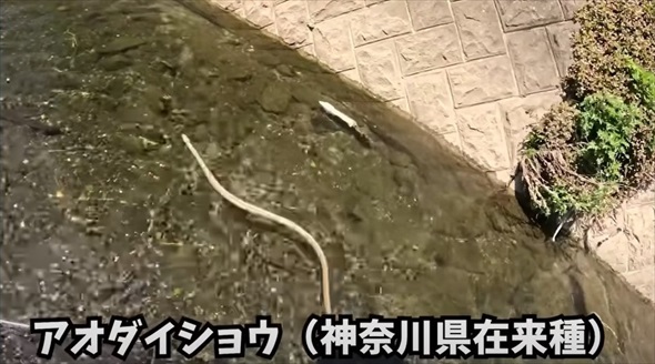 神奈川県の川で沖縄の希少生物を発見
