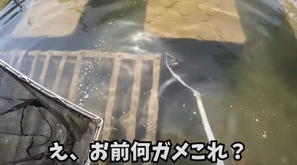 神奈川県の川で沖縄の希少生物を発見