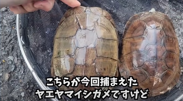 神奈川県の川で沖縄の希少生物を発見