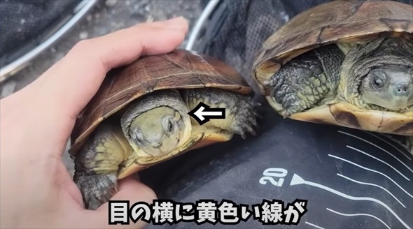 神奈川県の川で沖縄の希少生物を発見