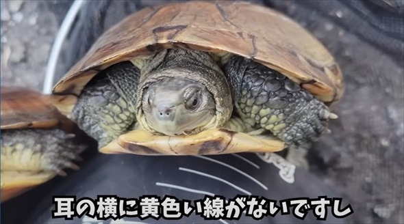 神奈川県の川で沖縄の希少生物を発見