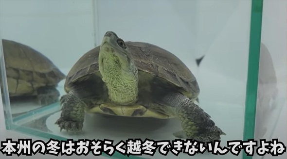 神奈川県の川で沖縄の希少生物を発見