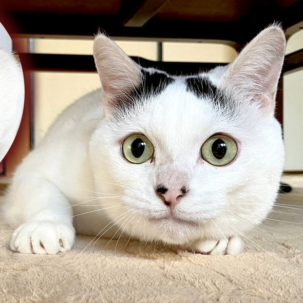 風格ある猫ちゃんと童心に返った猫ちゃん