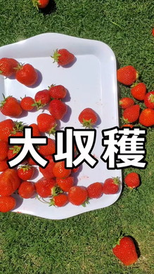 イチゴ栽培