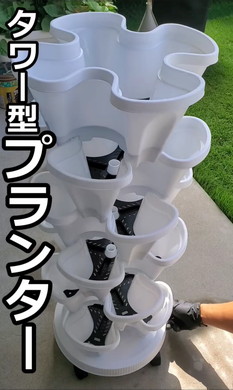 イチゴ栽培