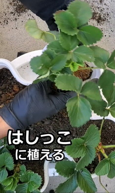 イチゴ栽培