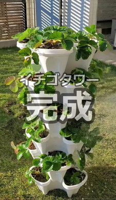 イチゴ栽培