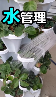 イチゴ栽培