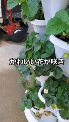 イチゴ栽培