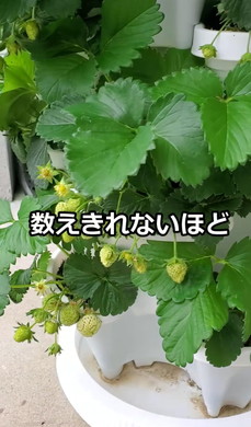 イチゴ栽培