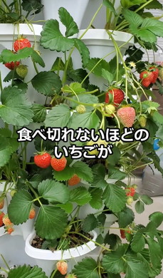 イチゴ栽培