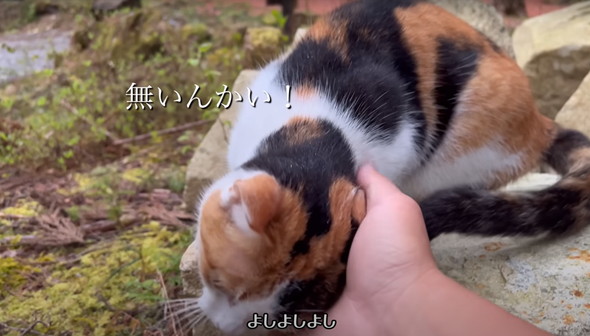 猫とキャンプ