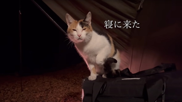 猫とキャンプ