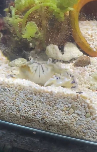 もぐるカニ