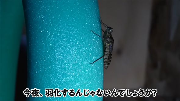 今夜羽化するのでは