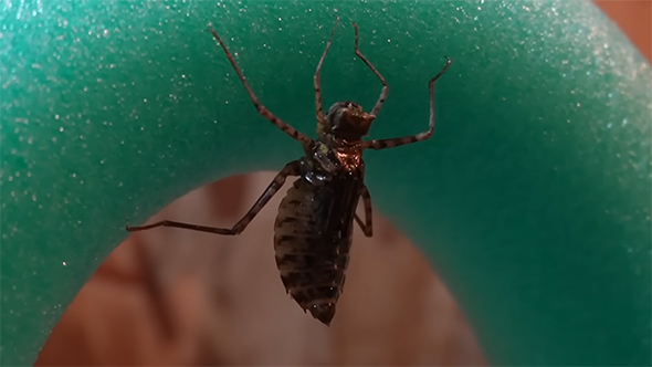 プールスティックにとまるヤゴ