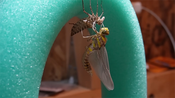 全身が出てきたトンボ