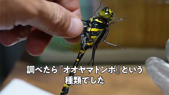 オオヤマトンボという種類でした