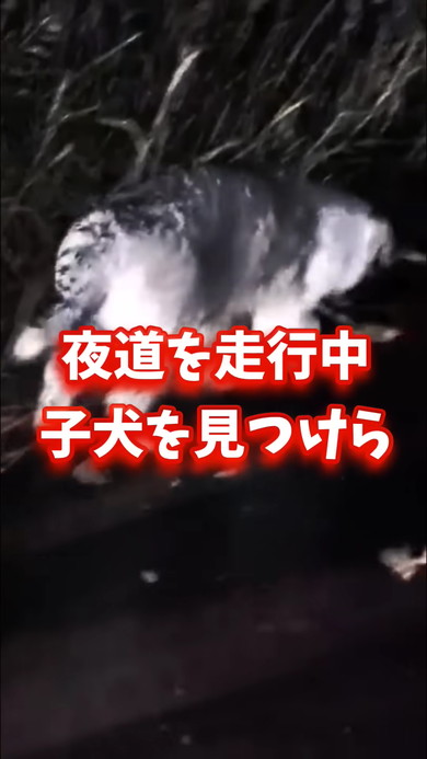 夜道をさまよう子犬