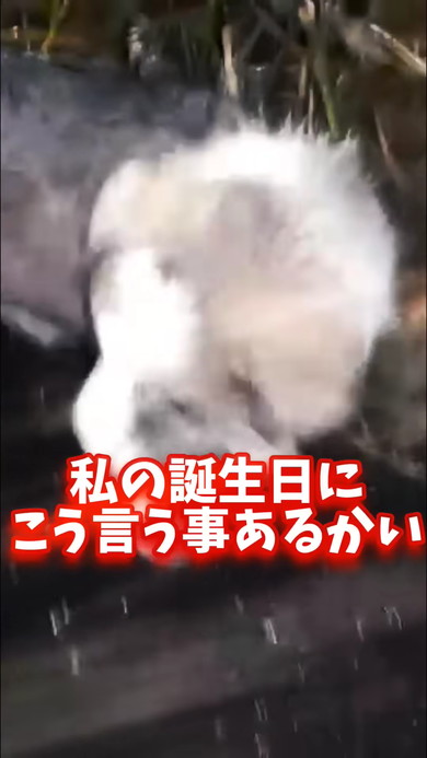 夜道をさまよう子犬