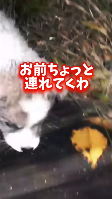 夜道をさまよう子犬