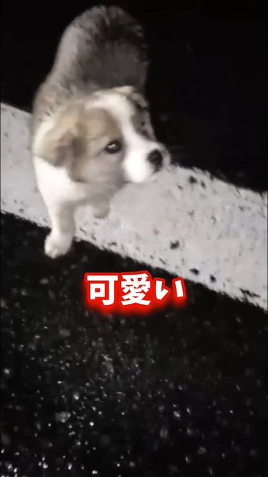 夜道をさまよう子犬