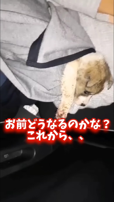 男の子と見つめ合う子犬