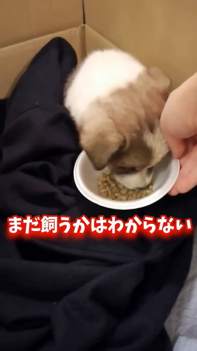 段ボールから見上げる子犬