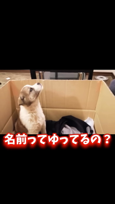 保護されて毛布にくるまる子犬