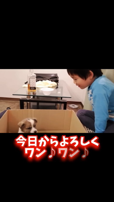 保護されごはんを食べる子犬