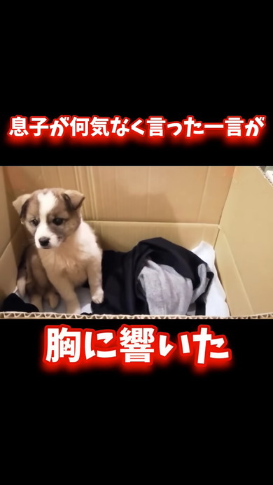 段ボールの中で佇む子犬
