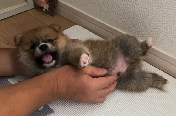おすすめ