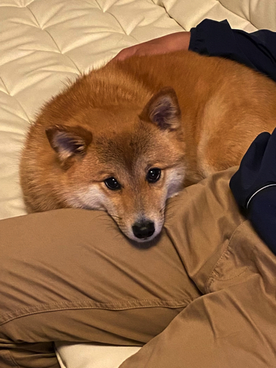 キツネ顔に成長したワンコ